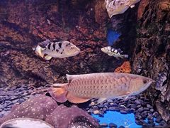 -华夏文旅海洋公园