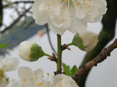 -南国桃园旅游度假区