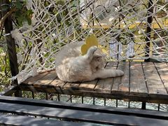 -喵屿·大理花园猫咖