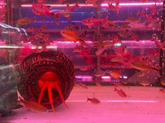 -花鸟鱼虫鲜花绿植市场(玉泉路店)