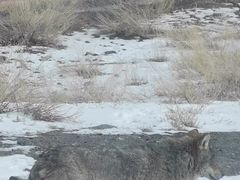 -新疆天山野生动物园