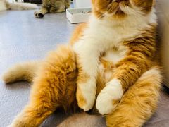 -猫房·猫吧·猫咖(龙湖时代汇店)