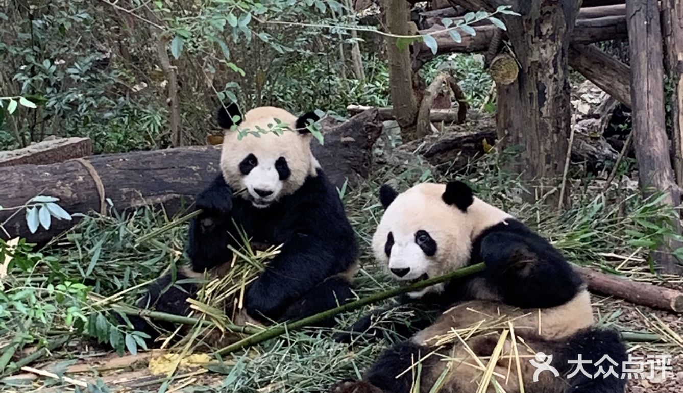 請關注旅美大熊貓美香添添