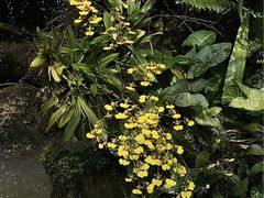-东莞植物园