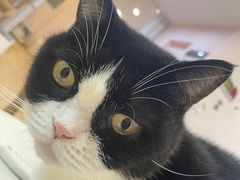 -猫咪派对(江南西店)