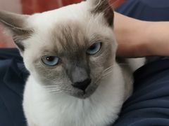 -袖虎·猫馆(体育西路店)