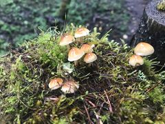 -硗碛藏寨·神木垒景区