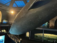 -美国自然历史博物馆