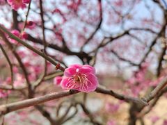 -梅花山(明孝陵内)
