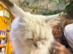 -猫猫幼稚园·撸猫·桌游·电玩