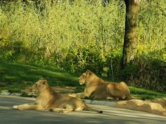 -北京野生动物园