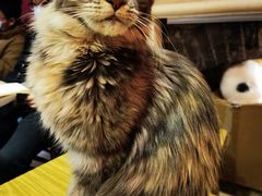 -猫色咖啡·猫咖
