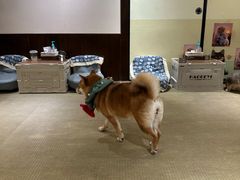 -逗柴咖啡屋·狗咖猫咖宠物桌游
