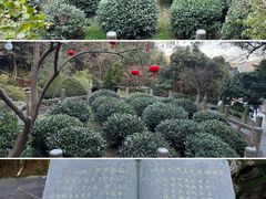 -十八棵（老龙井）御茶园(老龙井店)