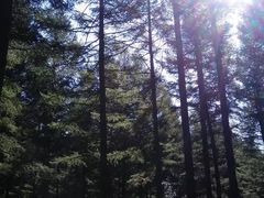 -塞罕坝国家级自然保护区