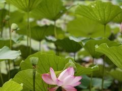 -什刹海