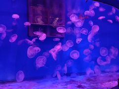 -大连圣亚海洋世界