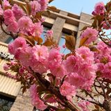 它不再封城 像往年那样