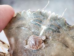 -日照海滨国家森林公园
