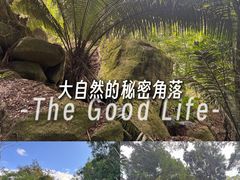 -霸王岭国家森林公园