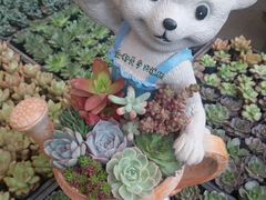 -三圣花乡旅游区