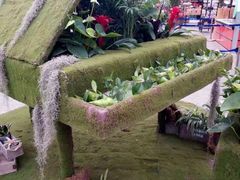 -荷兰花海