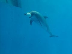 -海合安成都极地海洋公园