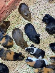 -Zoolung Zoolung动物主题公园(海信广场店)