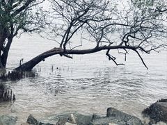 -宝安西湾红树林湿地公园