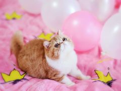 -北京恒爱动物医院(清景园分院)