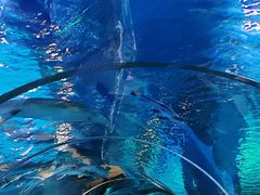 -西双版纳原始森林公园