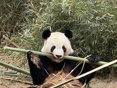 -灵玲国际马戏城