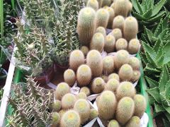 -秦美花卉(天朗·莱茵小城2期店)