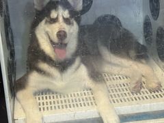 -久久宠物(河东万达店)