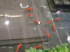 android_upload_pic-旺顺阁鱼头泡饼(小红门店)