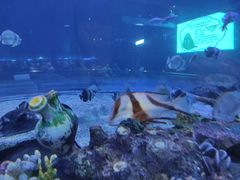 -华夏文旅海洋公园