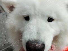 -宠物家(大兴旧宫店)