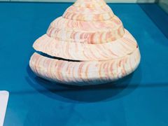 -青岛贝壳博物馆