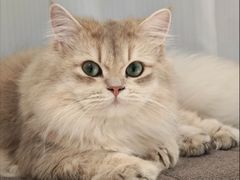 -Bastet sally猫舍购宠(静安店)