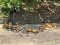 -大连森林动物园