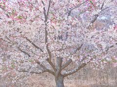 -樱花山风景区