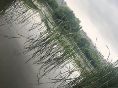 -新江湾城公园