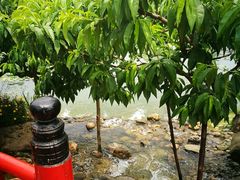 -秀丽东方