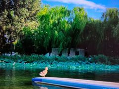 -WhaleSports户外水上运动俱乐部(朝阳公园店)