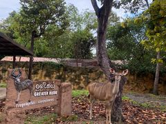 -清迈夜间动物园