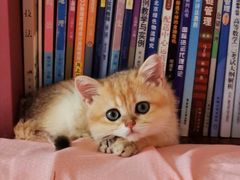 -Bastet sally猫舍购宠(静安店)