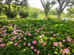 -金银湖国家城市湿地公园