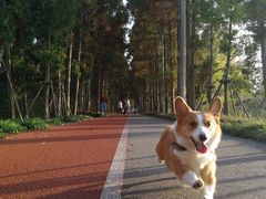 -上海长兴岛郊野公园