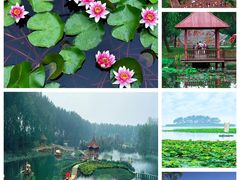 -微山湖红荷湿地景区