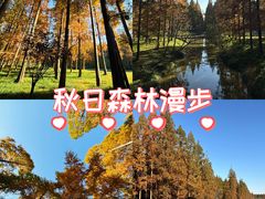 -黄海国家森林公园